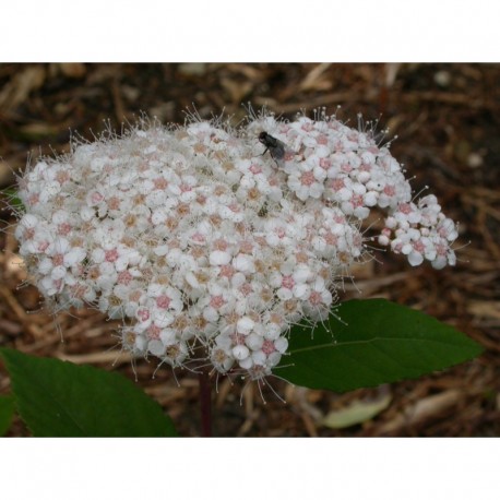 Spiraea media 'Belle Incarnée' - spirée