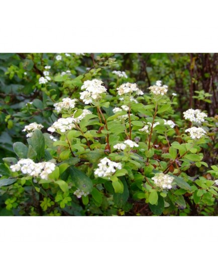 Spiraea myrtilloides - Spirée à feuille de myrtille