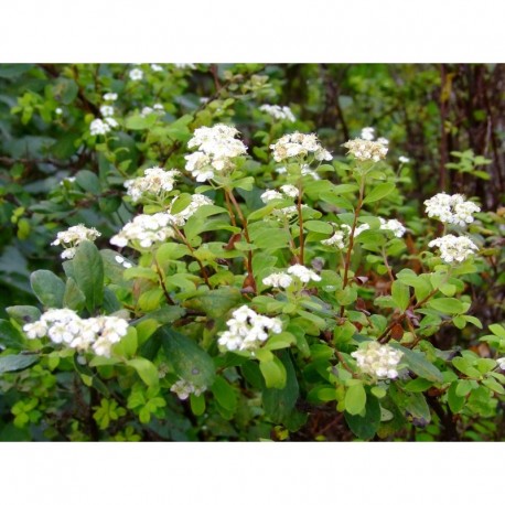 Spiraea myrtilloides - Spirée à feuille de myrtille