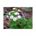 Spiraea nipponica 'Gelspire' - spirée nippone