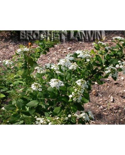 Spiraea nipponica 'Rotundifolia' - spirée nippone