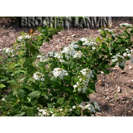 Spiraea nipponica 'Rotundifolia' - spirée nippone