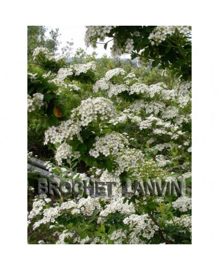 Spiraea nipponica 'Mont Blanc' - spirée blanche