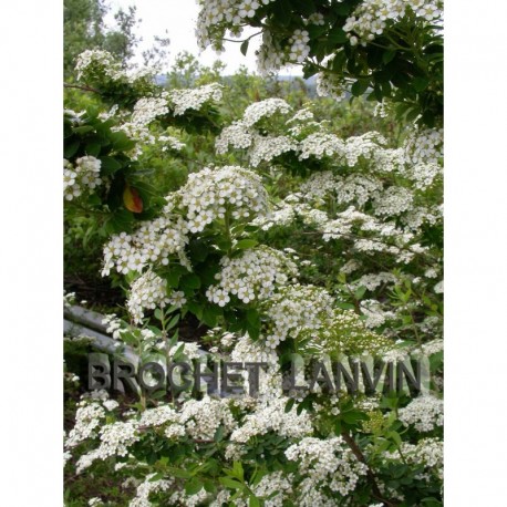 Spiraea nipponica 'Mont Blanc' - spirée blanche