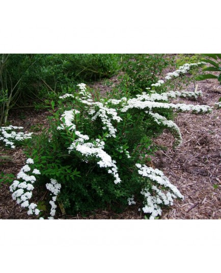 Spiraea nipponica tosaensis - spirée nippone