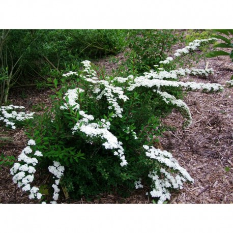 Spiraea nipponica tosaensis - spirée nippone