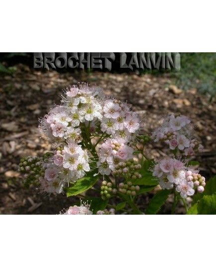 Spiraea notha x - spirées