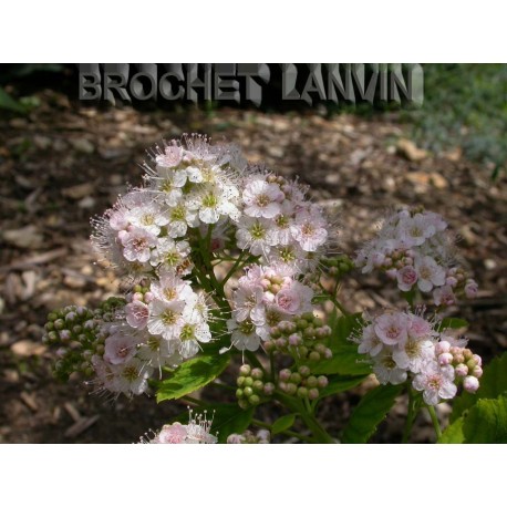 Spiraea notha x - spirées