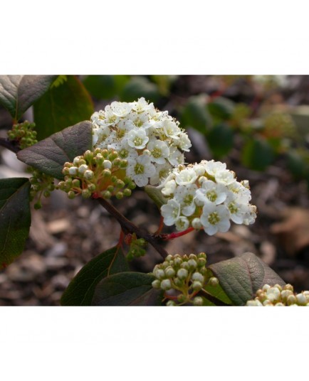 Spiraea trichocarpa 'Snowhite' - Spirée