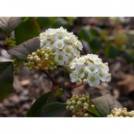 Spiraea trichocarpa 'Snowhite' - Spirée