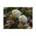 Spiraea trichocarpa 'Snowhite' - Spirée