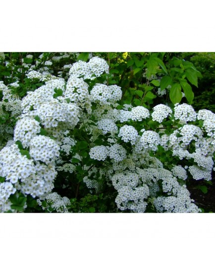 Spiraea trilobata - Spirée à feuille d'ancolie