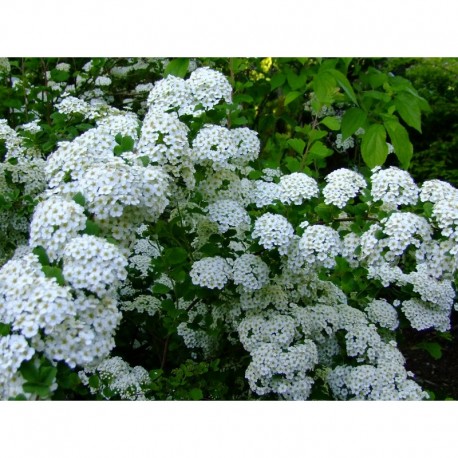 Spiraea trilobata - Spirée à feuille d'ancolie