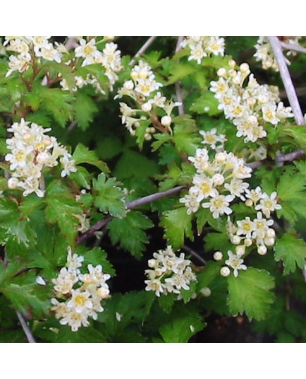 Stephanandra incisa 'Crispa'