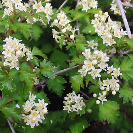 Stephanandra incisa 'Crispa'