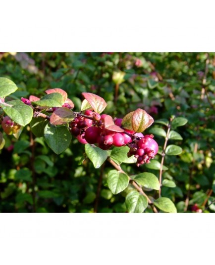 Symphoricarpos chenaultii x 'Hancock' - symphorines,