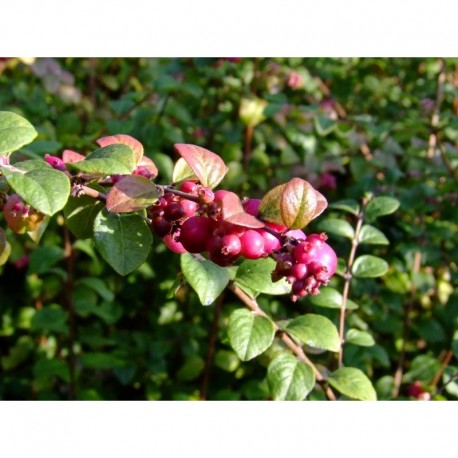 Symphoricarpos chenaultii x 'Hancock' - symphorines,