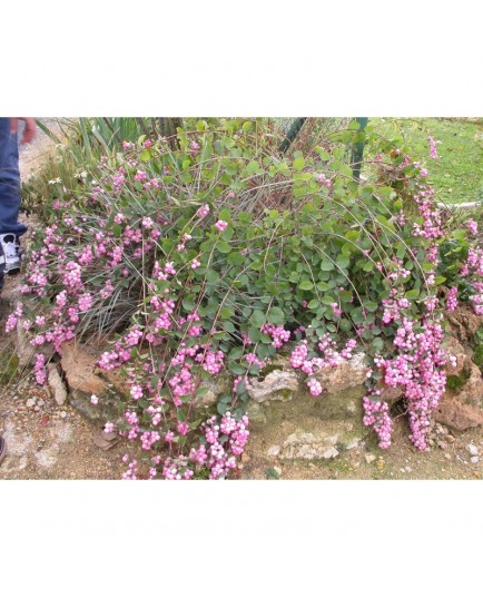 Symphoricarpos doorenbosii x 'Amethyst'® - symphorine