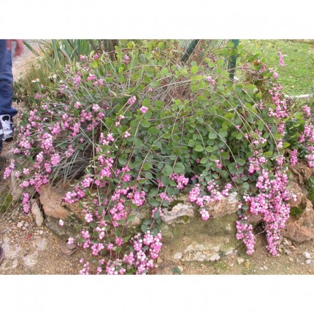 Symphoricarpos doorenbosii x 'Amethyst'® - symphorine