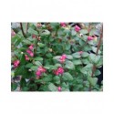 Symphoricarpos doorenbosii x 'Magic Berry' - Symphorine