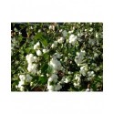 Symphoricarpos doorenbosii x 'White Hedge' - symphorine