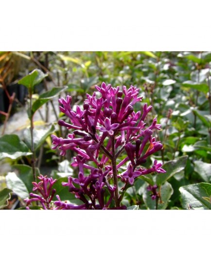 Syringa 'Bloomerang Dark Purple® - lilas nain remontant