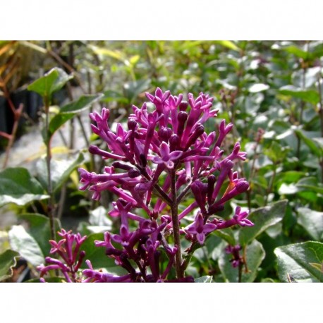 Syringa 'Bloomerang Dark Purple® - lilas nain remontant