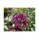 Syringa 'Bloomerang Dark Purple® - lilas nain remontant