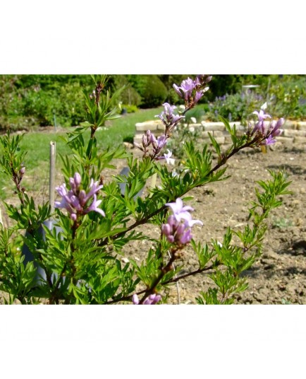 Syringa laciniata x - Lilas persil, lilas lacinié, lilas d'Afghanistan