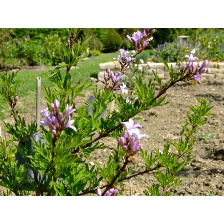Syringa laciniata x - Lilas persil, lilas lacinié, lilas d'Afghanistan