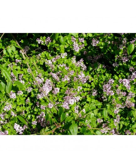 Syringa meyeri 'Palibin' - Lilas de Meyer