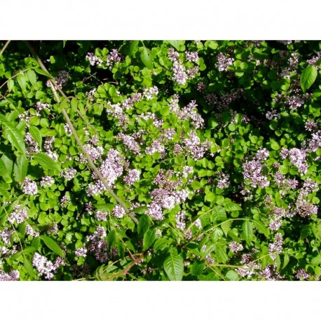 Syringa meyeri 'Palibin' - Lilas de Meyer