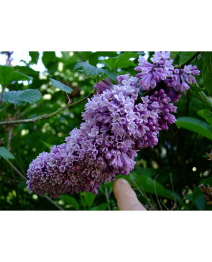 Syringa prestoniae x 'Royalty' - lilas