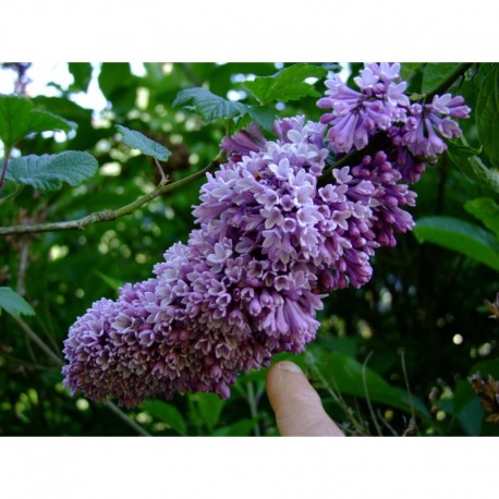 Syringa prestoniae x 'Royalty' - lilas