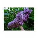 Syringa prestoniae x 'Royalty' - lilas