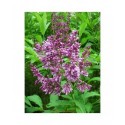 Syringa prestoniae x 'Royalty' - lilas