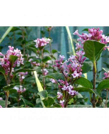 Syringa pubescens subsp. microphylla 'Superba' - Lilas à petites feuilles remontant