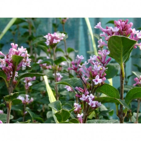 Syringa pubescens subsp. microphylla 'Superba' - Lilas à petites feuilles remontant