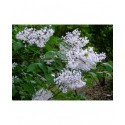 Syringa pubescens subsp. patula 'Miss Kim' - Lilas