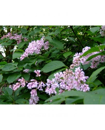 Syringa swegiflexa x - Lilas