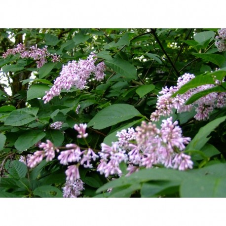 Syringa swegiflexa x - Lilas