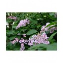 Syringa swegiflexa x - Lilas