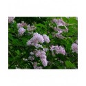 Syringa swegiflexa x - Lilas