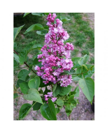 Syringa vulgaris 'Belle de Nancy' - Lilas Commum