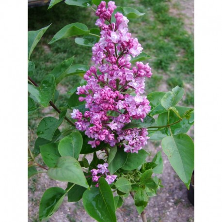 Syringa vulgaris 'Belle de Nancy' - Lilas Commum