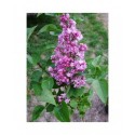 Syringa vulgaris 'Belle de Nancy' - Lilas Commum