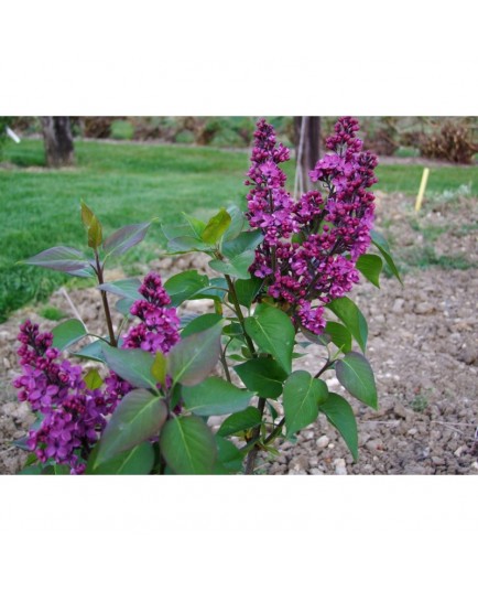 Syringa vulgaris 'Charles Joly' - Lilas Commum