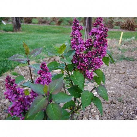 Syringa vulgaris 'Charles Joly' - Lilas Commum