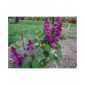 Syringa vulgaris 'Charles Joly' - Lilas Commum