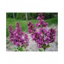 Syringa vulgaris 'Charles X' - Lilas Commum